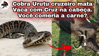 Cobra UrutuCruzeiro mata vaca em São Joaquim  Biólogo Henrique o Biólogo das Cobras [upl. by Ariday]