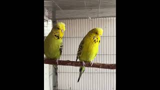 budgerigar pakhi sorts birds bdbird coxsbazar beach [upl. by Senn]