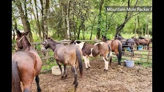 Mules becoming essential to get supplies to cut off communities [upl. by Lavotsirc1]