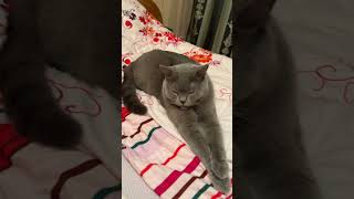 Cat SylVesters Bedtime Elegance and Serenity👍cat 🐈catvideos cats [upl. by Tan458]