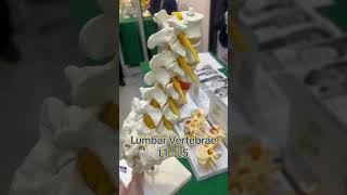 Lumbar Vertebrae L1L5 กระดูกสันหลังช่วงเอว [upl. by Zea143]