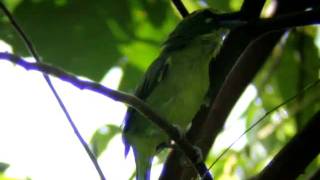 Yellowbrowed ShrikeVireo Vireolanius eximius [upl. by Amrak804]