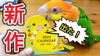 新作！100均鳥さんカレンダー＆鳥フェス横浜の購入品を【シロハラインコ】と紹介！ [upl. by Yelrak665]