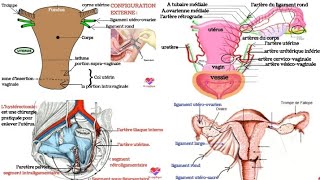 Anatomie de lutérus 👌 [upl. by Purington]