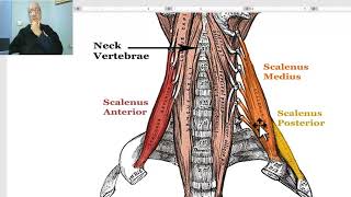 Anatomy of head and neck module in Arabic 67 Scalene muscles part 1  Dr Wahdan [upl. by Euf40]