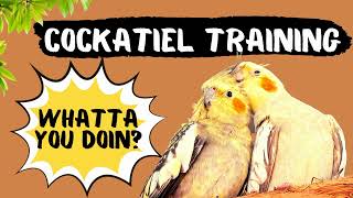 Listen to what this brilliant talking cockatiel can say [upl. by Nakhsa599]