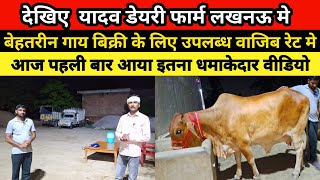 ब्रजभान भाई आज़ फार्म पर दिखा रहे हैं कुछ विशेष गाय  yadav dairy farm  cross breads cow [upl. by Elyrrad]