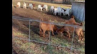 COLORS  Does This Happen on Your Farm boer meatgoats boergoats goats ilovegoats ffa 4H [upl. by Giuseppe364]