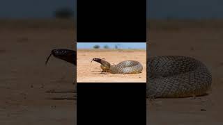 RedBellied Black Snake and Inland Taipan [upl. by Aloysia320]