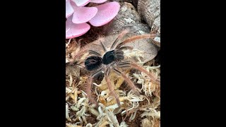 Unboxing huge order from Fear Not Tarantulas and rehousing 19 tarantulas 1 velvet spider [upl. by Nathanael]