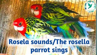 Rosella parrot sounds and singing [upl. by Finley]