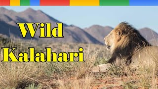 Desert of Wild Kalahari  Animals Documentary Nature HD [upl. by Pip]