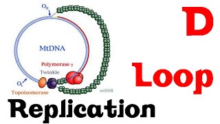 D loop replication [upl. by Notnarb814]