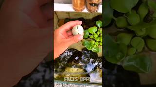 egg in swimming pool🤯 New Viral Gadgets Smart Appliances Kitchen UtensilsHome Inventions shorts [upl. by Seedman]