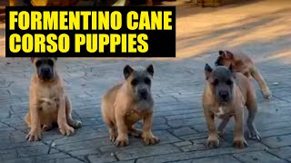 THE BEST FORMENTINO cane corso PUPPIES [upl. by Flinn]