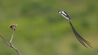 Pintailed Whydah  courtship amp plumage variations [upl. by Luapnhoj703]