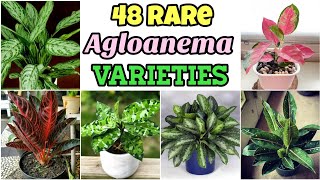 48 Rare AGLAONEMA VARIETIES with Names  Rare Aglaonema Species  Aglaonema Identification [upl. by Charla112]