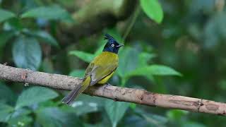 My neighbour Black crested Bulbul mywildlife nature buxabird [upl. by Kinemod117]