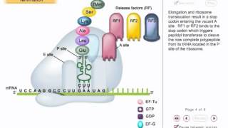 Translation animation 3  prokaryotic Translation Termination [upl. by Vanni]