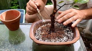 Dwarf Orange Tree Bonsai Aug 2016 [upl. by Enerol146]