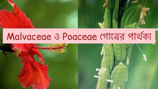 Difference between Malvaceae and Poaceae Family Malvaceae Poaceae [upl. by Kaitlin]