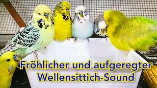 Fröhlicher und aufgeregter WellensittichSound  Ihre Vögel werden sich über diesen Sound freuen [upl. by Canty]