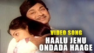 Haalu Jenu Ondada Haage Video Song  Haalu Jenu  ಹಾಲು ಜೇನು  Rajkumar  TVNXT Kannada Music [upl. by Uhp]