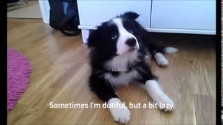 Border collie puppy obedience with Zar 3 months [upl. by Haek]