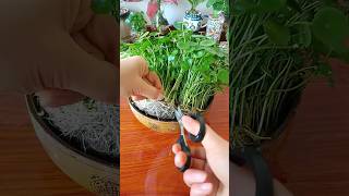 Plant Decor DIY Part 41 diy diyhomedecor short [upl. by Euridice]