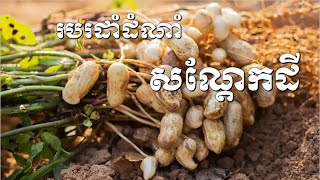 Arachis Growing Technique របរដាំដំណាំសណ្តែកដី [upl. by Nahtnhoj172]