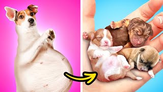 Dog Is Pregnant  Incredible Hacks And Smart DIY Gadgets For Pet Owners by Bla Bla Jam [upl. by Primrose827]