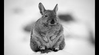 viscacha in the wild [upl. by Bronwyn]