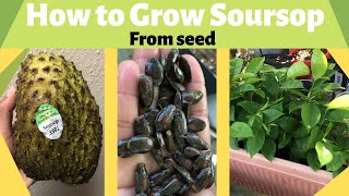 How to Grow Soursop from Seed [upl. by Enoitna128]