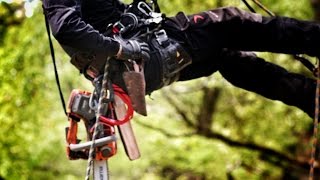 Chainsaw Lesson on the 25m Camphor Tree Gopro ARBORIST BULLDOG DMM Captain Hook [upl. by Acnalb]