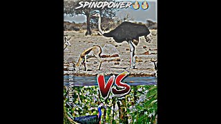 Ostrich vs cassowary  Who will win edit animals shorts animals [upl. by Viridi]