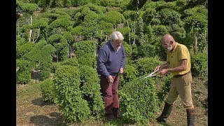 COMMENT BIEN TAILLER ET SCULPTER LE BUIS TECHNIQUE ET CONSEILS DUN JARDINIER TRÈS INSPIRÉ [upl. by Haneeja259]