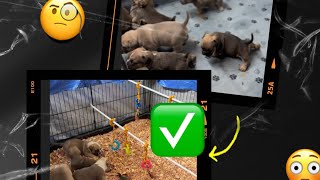 Discover the Secret to Perfect Whelper Box Setup for Whelping Puppies [upl. by Ainer739]