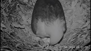 SE 33 has hatched Welcome to the world little one 🥳 0120 SeaEagleCAM4 Live Stream  07082024 [upl. by Diba668]