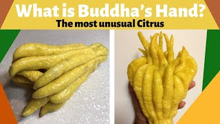 What is Buddhas Hand The Most Unusual Citrus [upl. by Der307]