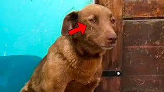 Sad Dog Was Stuck in a Shelter For 2 Years Then it Recognizes The Scent of Someone Familiar [upl. by Luahs]