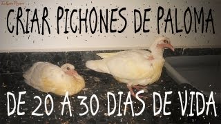 CRIAR PICHONES DE PALOMA DE 2030 DIAS  CONSEJOS PARA CUIDAR POLLUELOS HUERFANOS [upl. by Abott474]