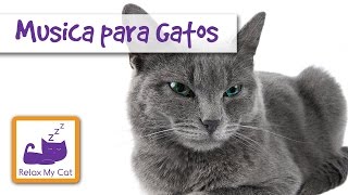 Canciones para los gatos  música relajante para ayudar a los gatos duermen [upl. by Lavern]