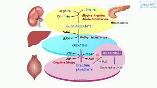 creatine English  Medical terminology for medical students [upl. by Ylrak354]