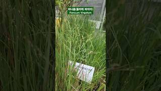 파니쿰플라레 파이어 키우기 그라스 Panicum Virgatum Prairie Fire Grass 대림원예종묘 shorts [upl. by Christine]