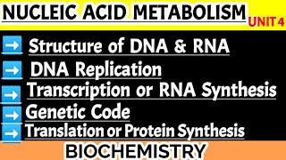 structure of dna and rna and their functions  DNA Replication  Translation  Transcription [upl. by Onoitna]