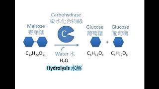 DSE Bio 碳水化合物與水解 Carbohydrates and Hydrolysis [upl. by Llemaj]