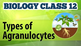 Types of Agranulocytes  Circulation  Biology Class 12 [upl. by Lamraj]