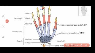 Internal Medicine  Rheumatology Autoimmune Diseases [upl. by Slifka]