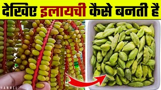 देखिए इलायची कैसे बनती है  Elaichi Kaise Banti Hai  Elaichi ki Kheti  Cardamom Farming [upl. by Wimsatt]