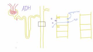 How does Antidiuretic Hormone ADH work [upl. by Patnode]